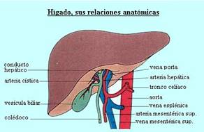 Higado 3